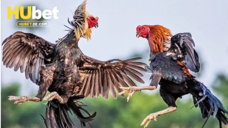 Đôi nét về sảnh đá gà Hubet