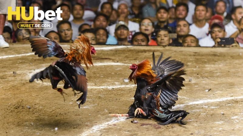 Tổng hợp hình thức đá gà