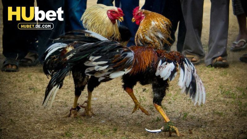 Hướng dẫn tham gia đá gà