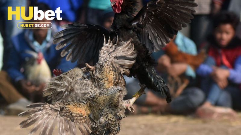 Tìm hiểu về WS168 đá gà của Hubet